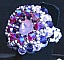 Kit bague Milos Rose water Opal